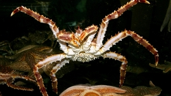 Предприятие «крабового короля» Олега Кана признано банкротом. На завод введен временный управляющий