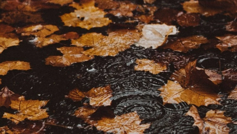 Дожди на юге и холод на севере: прогноз погоды в Сахалинской области на 12 октября