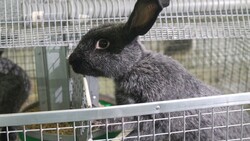 В селе Первая Падь начала работу самая крупная ферма кролиководства на Сахалине (ВИДЕО и ФОТО)