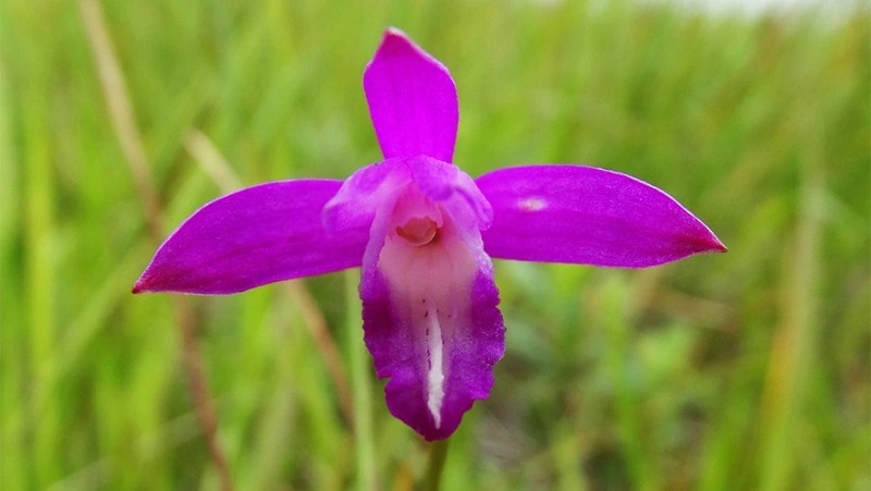 Почти 120 видов курильских растений и грибов внесли в Красную книгу России