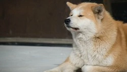 Домашние собаки остались без хозяев в Южно-Сахалинске из-за мобилизации