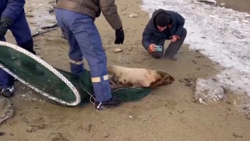 Сотрудники МЧС вернули потерявшегося сивуча в естественную среду обитания на Сахалине