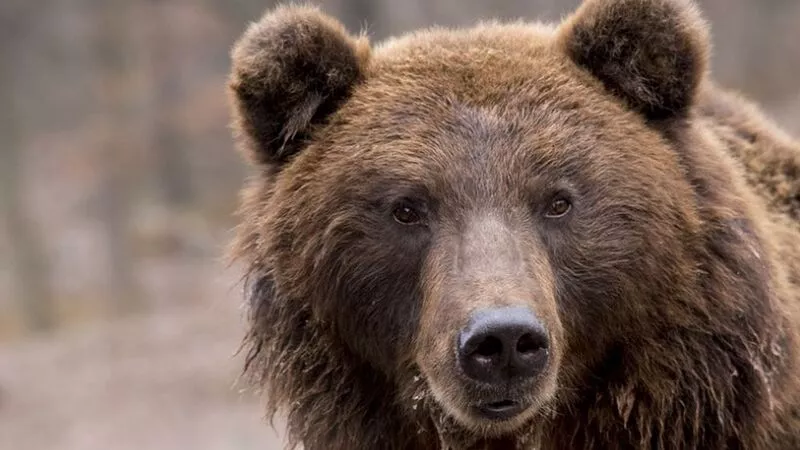 На Курилах в окрестностях Серноводска корова повстречала медведя