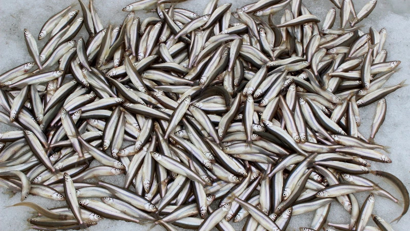 Сахалинские рыбаки достали из-подо льда Буссе очередную партию сетей, набитых корюшкой