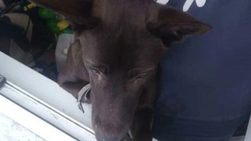 В Южно-Сахалинске живодер подвесил на пластиковую удавку домашнего пса, чтобы освежевать