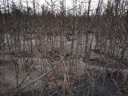 Пожарным удалось ликвидировать масштабный лесной пожар на севере Сахалина