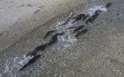 Заповедник «Курильский» на Кунашире попросил о помощи в расчистке рек и водоемов