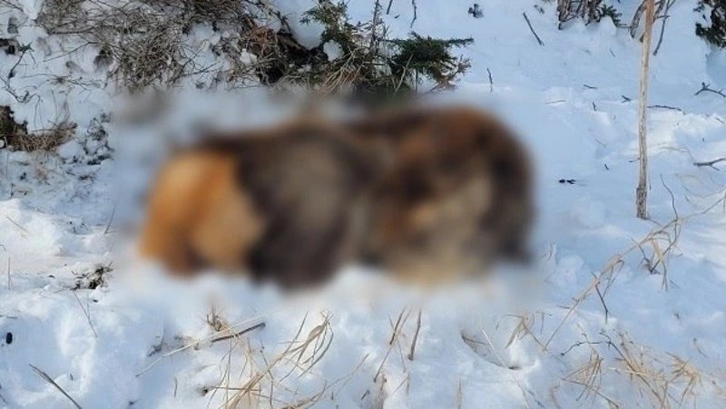 Смерть самки изюбра расследуют на Сахалине