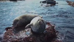 Отдыхающие нерпы попали в объектив видеографа на Сахалине