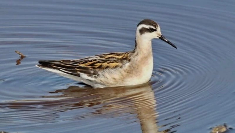 В защите не нуждается: из Красной книги Сахалина исключат плавунчика