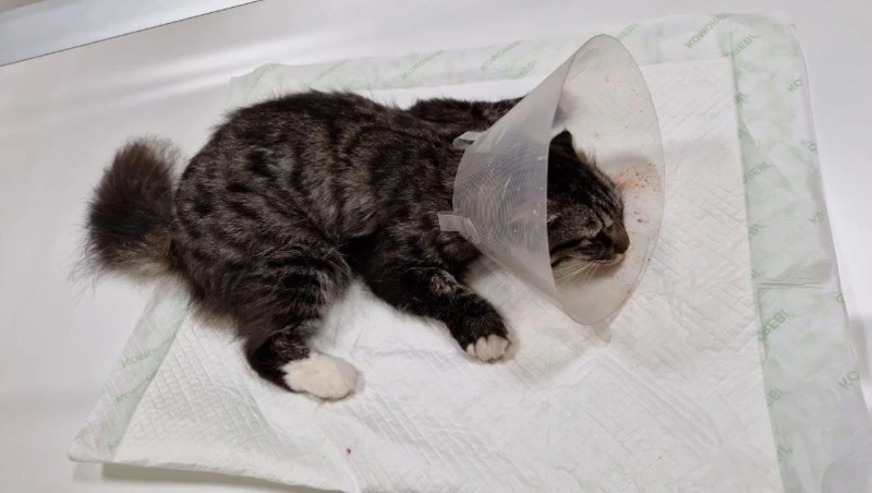 Мужчина выкинул кошку с третьего этажа в Поронайске