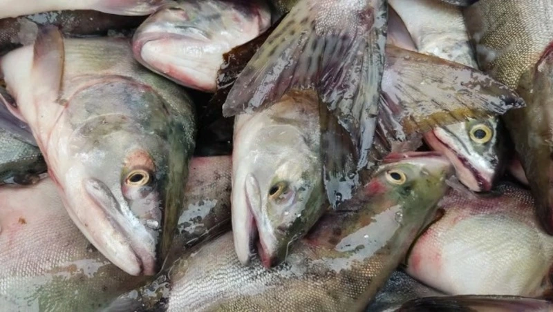 Ученые прогнозируют, что на Сахалине в предстоящем сезоне выловят не больше 62 тысяч тонн лосося