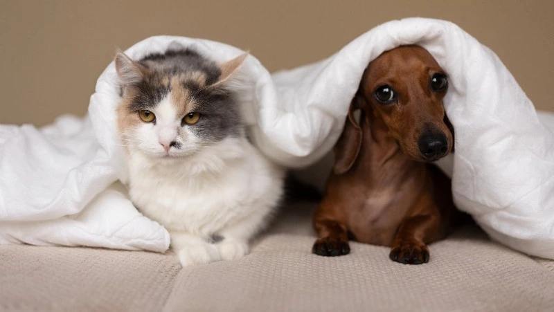 Сахалинский законопроект об ответственности за отсутствие регистрации питомцев сняли с повестки