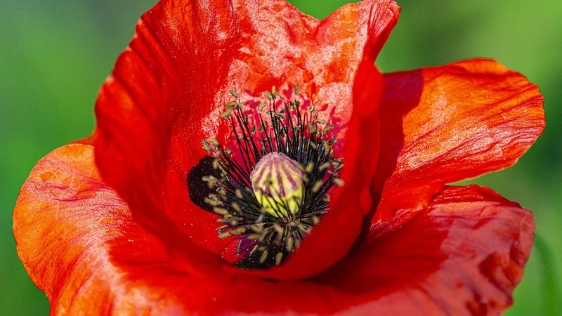 Не только конопля растет на грядках: житель Макарова собрал 293 куста мака на своем огороде