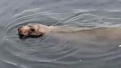 Жителям Сахалина показали вблизи мордочку сивуча в порту Южно-Курильска 