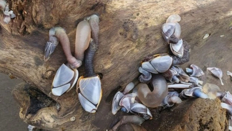 «Может быть, даже съедобны»: на Сахалине нашли фантастических существ   