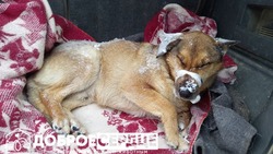 Полицейские на Сахалине спасли сбитого пса и передали его зоозащитникам