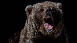 Разъяренный медведь напал на сторожа на Курилах