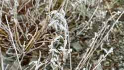 До +10 градусов и дождь: погода в Южно-Сахалинске 17 ноября