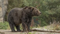 Медведя, задравшего двоих мужчин, отстрелят на Сахалине