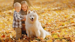 Забота о собаках осенью: грумеры Сахалина дали важные советы по уходу за питомцами 