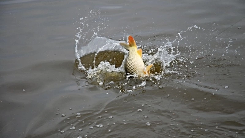 Карп Карполов — 8 июня: что нельзя делать в этот день, народные приметы