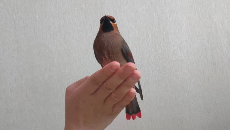 «Крайне прожорлив»: свиристель слопал все запасы ягод у фонда «Зеленый Сахалин»