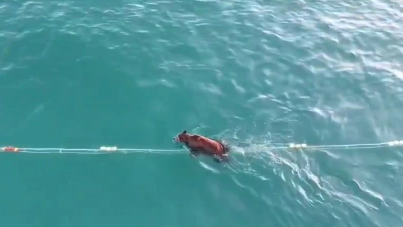 Тайна пропавшего лосося раскрыта: на Камчатке заметили необычного рыбака