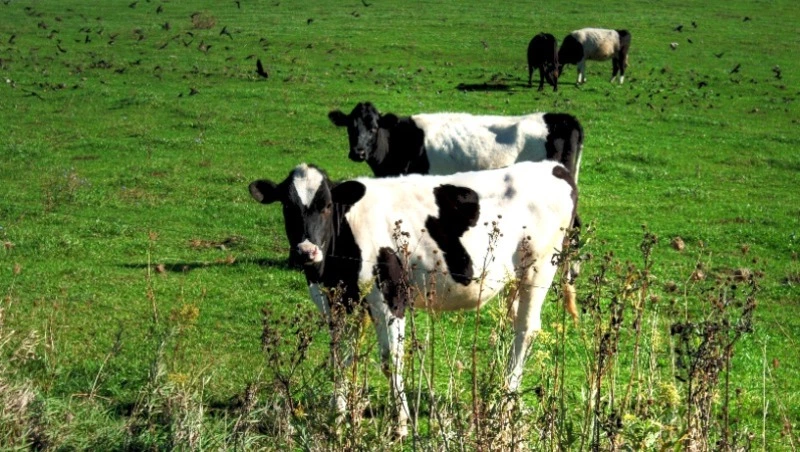 Народные приметы на 6 мая: что нельзя делать в Юрьев день