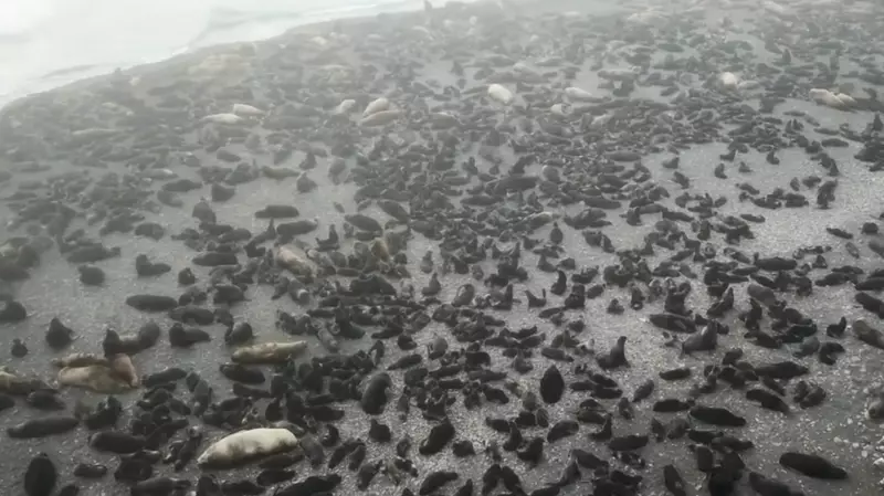 Видео с места, где рождаются сахалинские сивучи, показали в Instagram