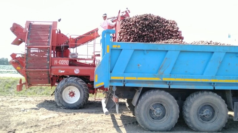 Сахалинские аграрии рассказали, хватит ли островитянам картошки