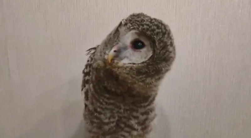 Птенца совы спасли от нападения собак на Сахалине