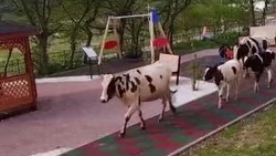 Рогатый ОПГ: полудикие коровы терроризируют жителей Шикотана