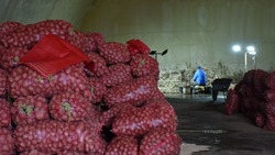 Поронайские фермеры готовы к посевной: увеличивают площади под картофель и овощи
