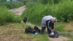 Стая бездомных псов вновь напала на ребенка в Углегорском районе 