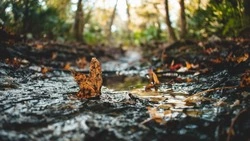 Сильный дождь и до +19 градусов прогнозируют в Южно-Сахалинске 28 сентября