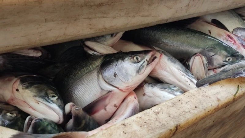 Путина Сахалина и Курил: где запретят лов горбуши и когда ждать основной промысел