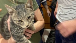 Спасатели Южно-Сахалинска сломали стену в квартире из-за застрявшего котенка
