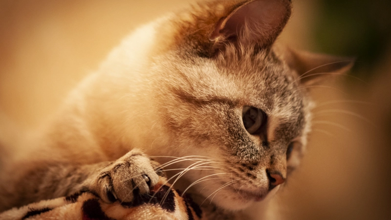 Сахалинцам и курильчанам лучше на время забыть о любви к домашним животным