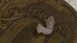 «Похоже на ленточного червя»: cахалинец обнаружил странное существо в икре     