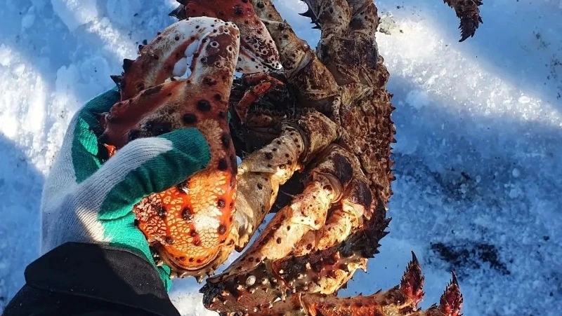 «Унесло нас»: в погоне за королевским крабом сахалинцы уплыли далеко от берега