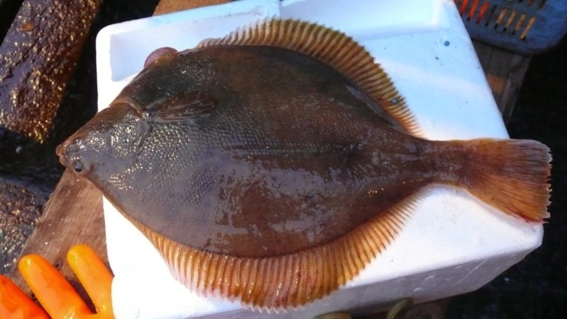 Камбалу по 80 рублей за килограмм от колхоза «Дружба» привезли в Поронайск 20 июня