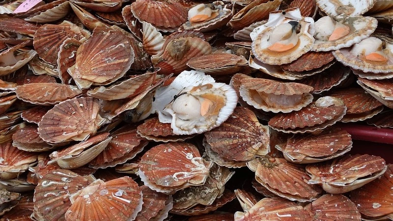 Так не доставайтесь вы, гребешки, никому! – сахалинцы возмущены правилами рыболовства