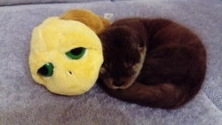 Осенний Умка