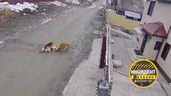 «Рыжую эту нужно отстрелить!»: агрессивные псы насмерть загрызли молодую хаски в Южно-Сахалинске 