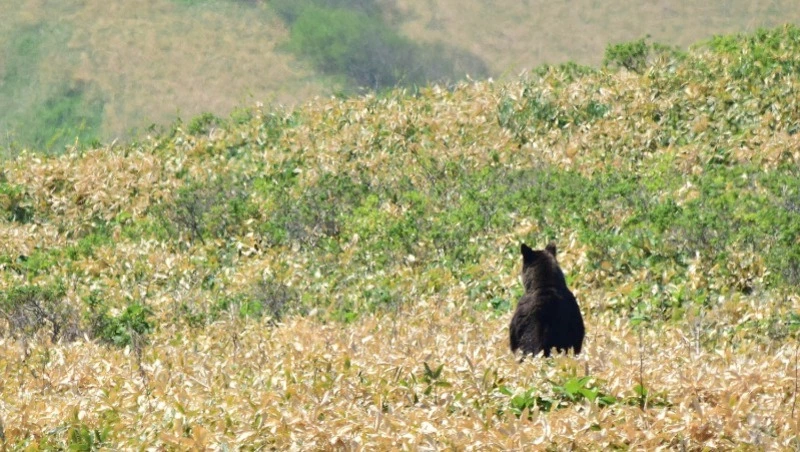 Лето длиною почти в полгода