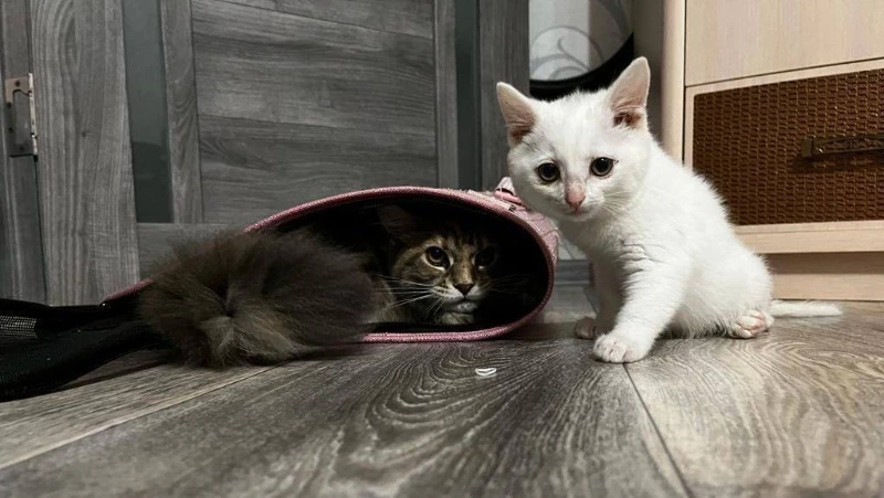 Котенок с пулей в спине обрел свою семью в Южно-Сахалинске