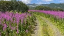 На Курилах зацвели розовые поля иван-чая