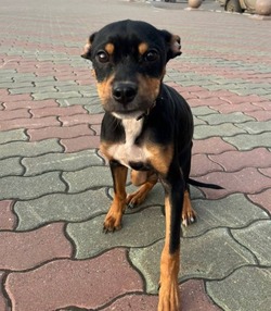 Маленькую породистую собаку выкинули на улицу в Углегорске