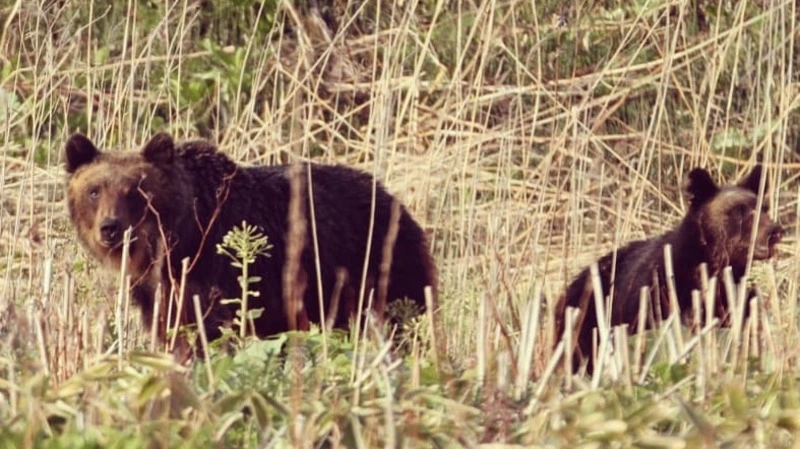 «Начинал читать ей стихи». Медведицу с детенышем не могли выгнать ученые на Курилах